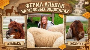 ФЕРМА АЛЬПАК НА МЕДОВЫХ ВОДОПАДАХ