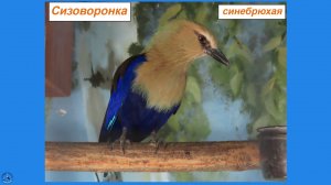 Синяя птица - сизоворонка синебрюхая смеётся