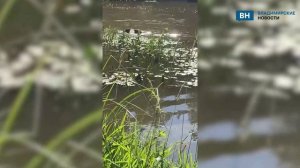 В Киржачском округе засняли драку бобров