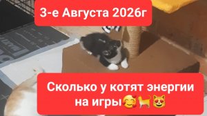 3-е августа 2026г. наши каждодневные  хлопоты😻🐈