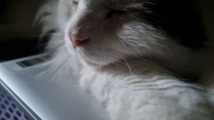КОТ КУЗЯ СПИТ🤗🥰💋💖