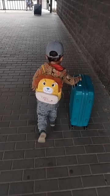 #мой_тибетец едет на юг