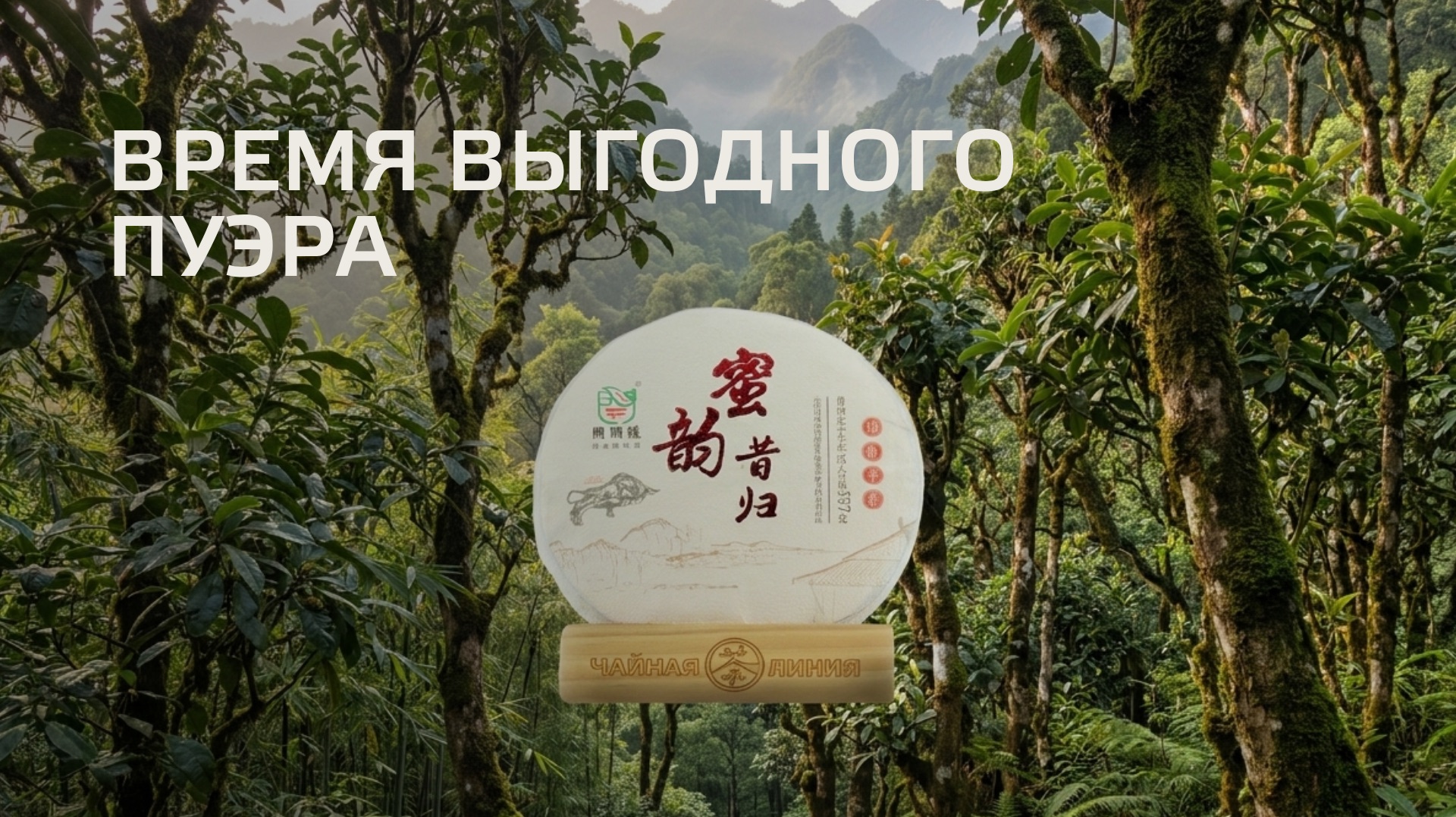 Будет ли пуэр дорожать? 🍵
