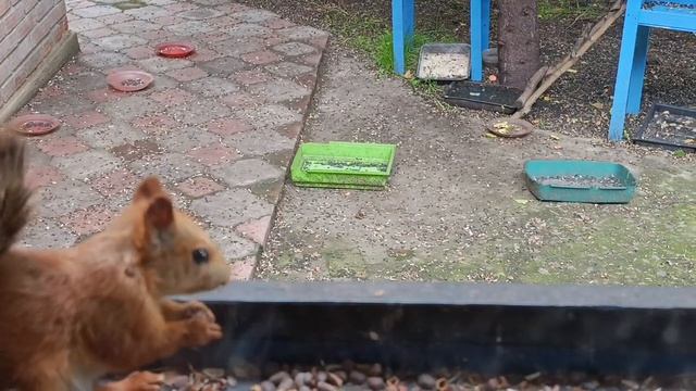 белки