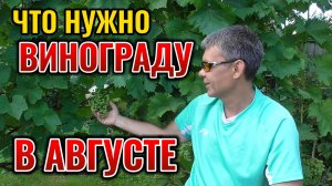 ЧТО НУЖНО ВИНОГРАДУ В АВГУСТЕ: подкормки, обработки от болезней, обрезка 🍇