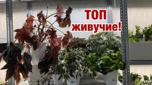 ТОП ЖИВУЧИЕ ЦВЕТЫ!