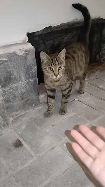 Кошка потеряшка плачет! Сос ! Я не могу ее взять 35й... Нужна передержка или сразу дом!. Петербург.
