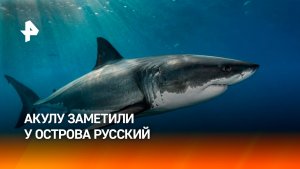 Крупную акулу заметили у пляжа на острове Русский