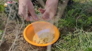 Котелок. Еда в Поход. Пшенная каша с инжиром и грецким орехом.