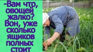 - Вам что, овощей жалко? Вон, уже сколько ящиков полных стоит. Истории из жизни