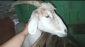 Заболела коза, лечу. Дела и заботы на хозяйстве.