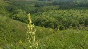 ГОРЫ ВОРОБЬЁВСКИЕ