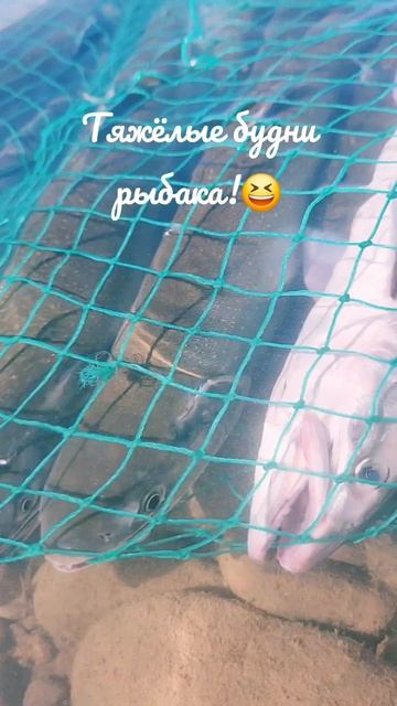 Тяжёлые будни рыбака!☺️🙌🎣🐟💙 #nastikae #fishing #мальма #рыбалка