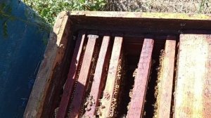 Выборочное тестирование пудрой  на заклещованость одной из рядовых семей.