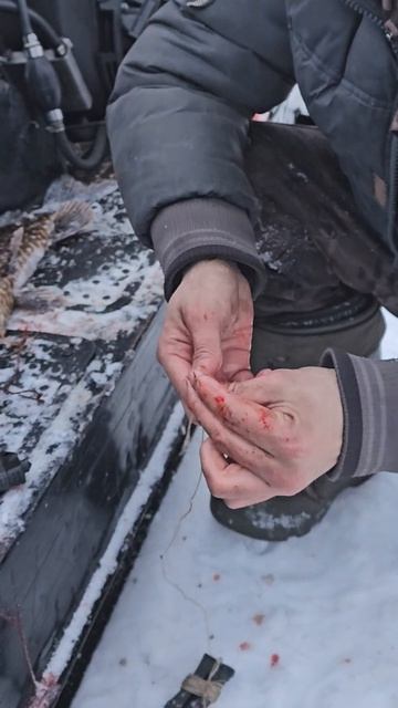Как извлекать крючок из рыбы, пойманной на наживку #рыбалка #лес #карелия #зимняяловлярыбы