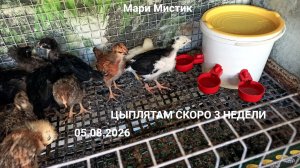Цыплята переехали жить к ФАЗАНАМ 05/08/26 ЧИХУАХУА ждут мам и пап +79215950848 #купить_щенка