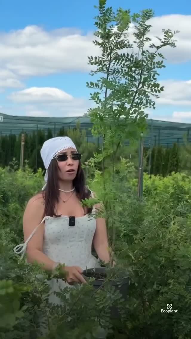 Самая недооценённая живая изгородь для загородного участка ✨🌿