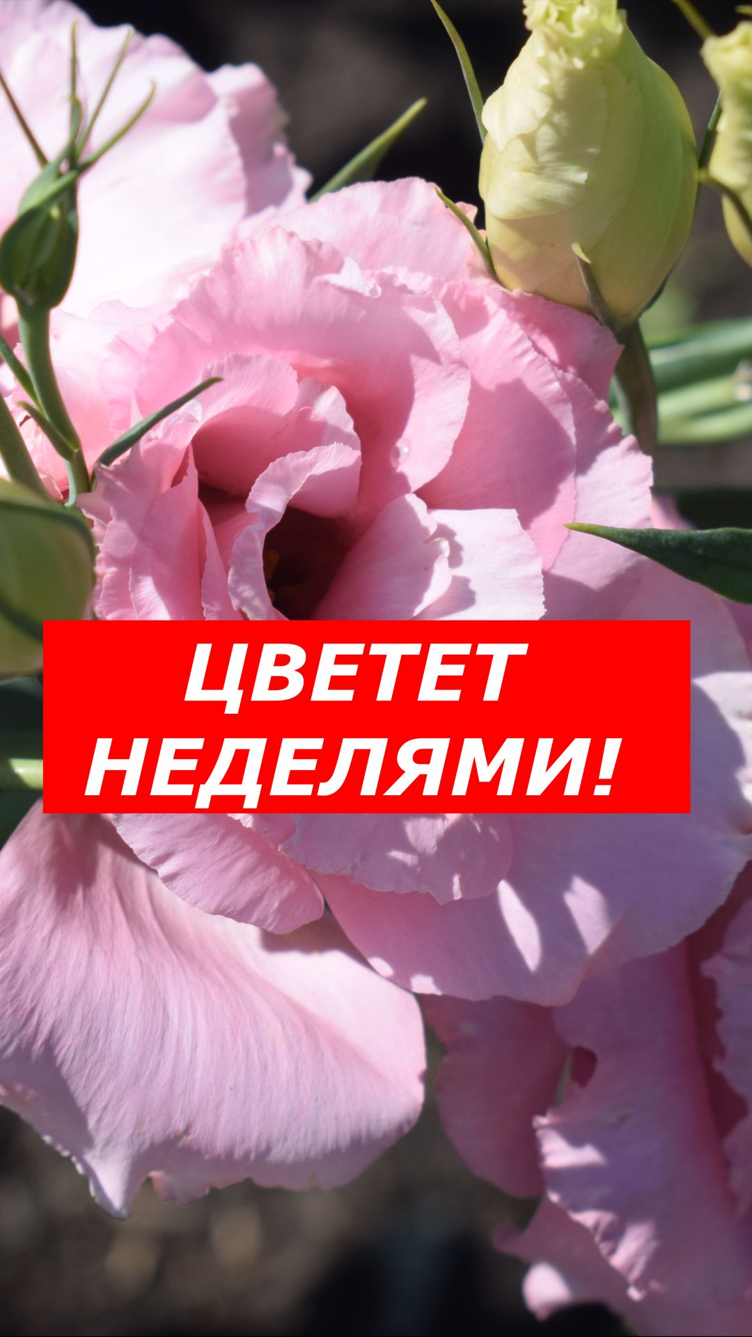 Роза без шипов, которая цветет неделями! Секрет ЭУСТОМЫ в открытом грунте.