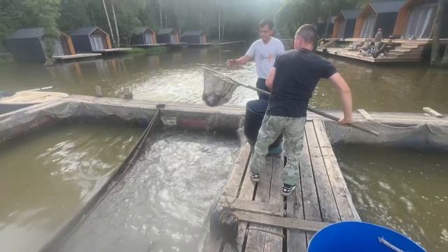 Запуск форели 06.08