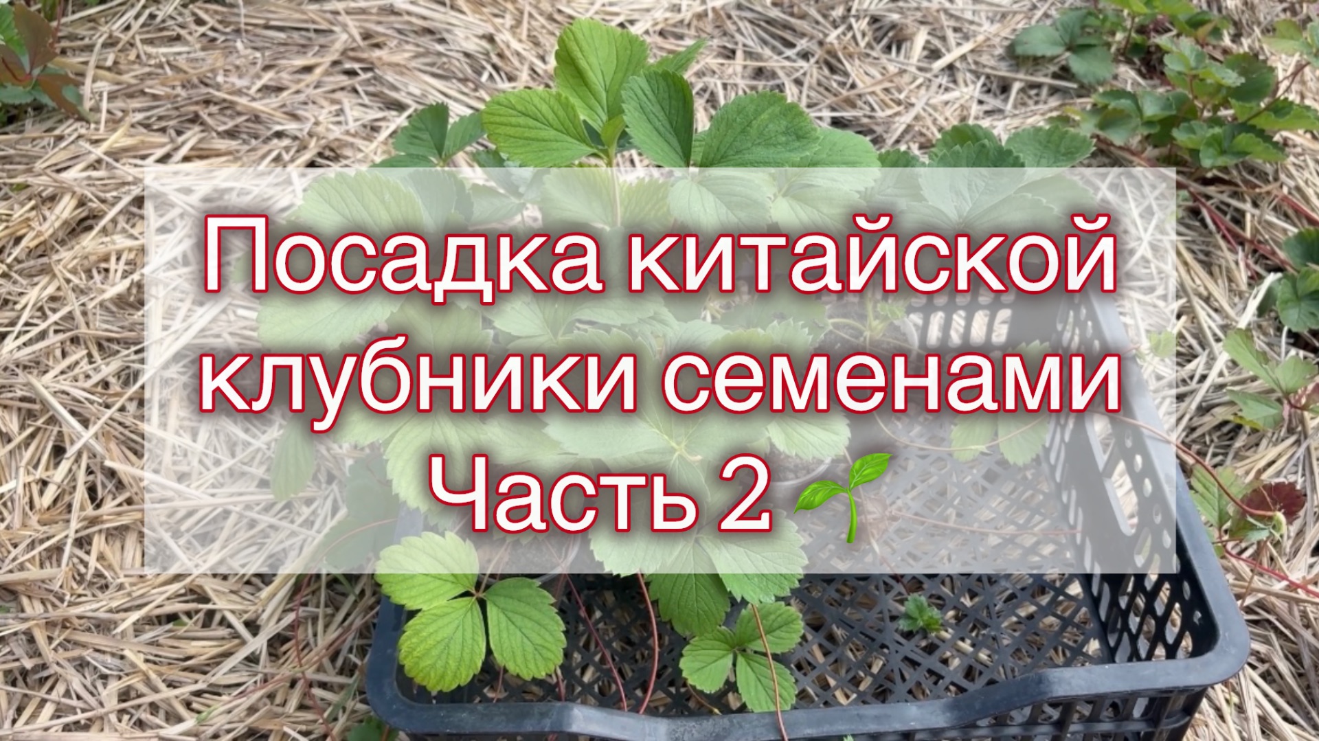 🌱 Посадка клубники китайской семенами⁉️ Часть 2‼️