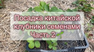 🌱 Посадка клубники китайской семенами⁉️ Часть 2‼️
