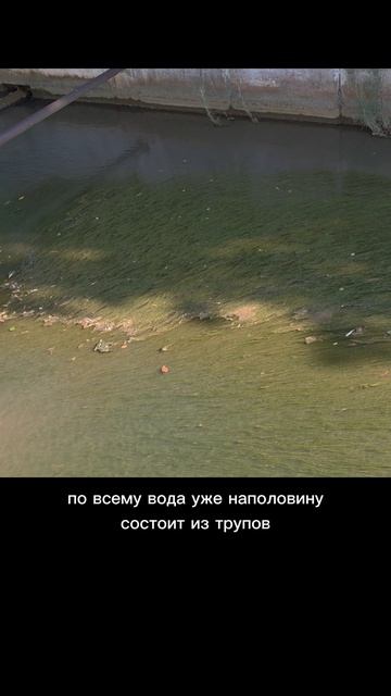 Приехал в Адлер