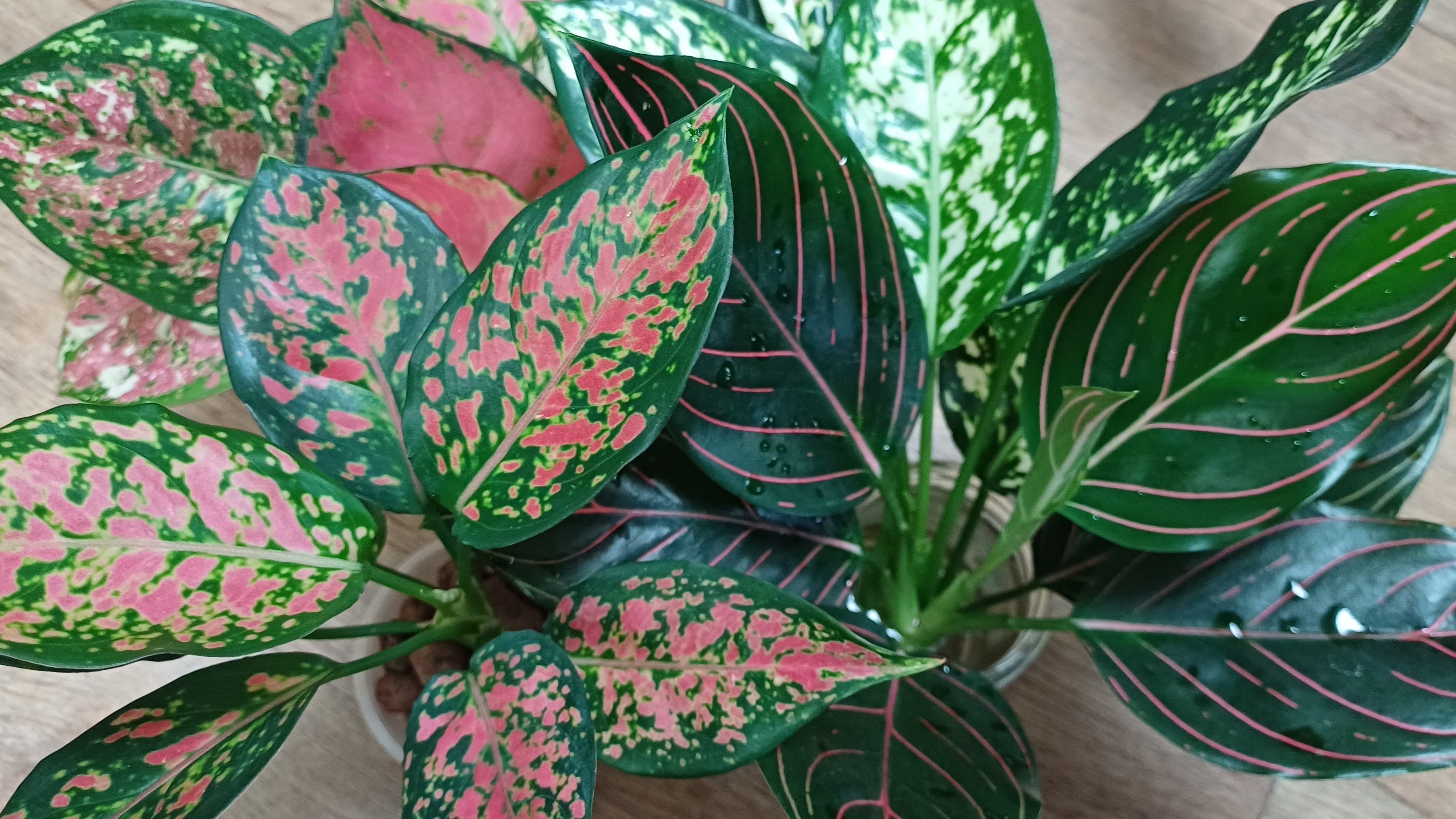 Будни цветовода🌿❤️
