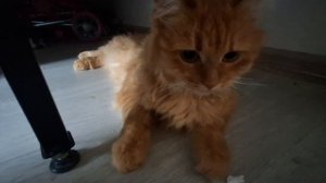 Рисовашки с котиками!!🤩 котик Кекс и его мама Василиса!!