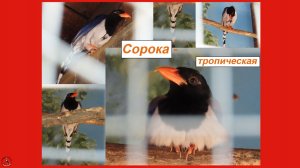 Сорока, но не белобока, а тропическая красноклювая лазоревая сорока. Парк Лога