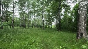прогулка в лесу серия 42