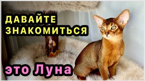 Абиссинская кошка Луна- наш новый член семьи. Знакомство с домом. Такая кошка у нас впервые
