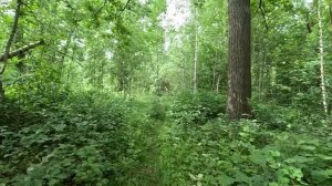 прогулка в лесу серия 62