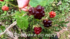 Прогулки по лесу. По альтернативной тропе.