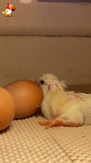 Вылупился первым и ждёт братьев Цыпленок с лохматыми лапками (3)