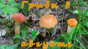 Подосиновики, белые грибы, лисички. По грибы 2026!