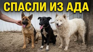 Кожа да кости! Cобаки из Борогонцев не могут наесться...