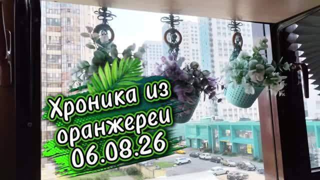 06.08,26☘️Хроника из оранжереи ☘️