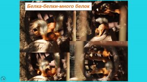 Белка-белки-много белок! Парк Лога