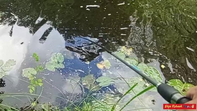 Щука перекусила поводок и ушла с приманкой...🎣🐊🤦♂️