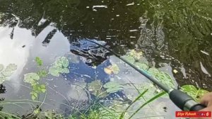 Щука перекусила поводок и ушла с приманкой...🎣🐊🤦♂️