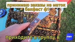по прежнему принимаю заказы на маток #природа #топ#россия