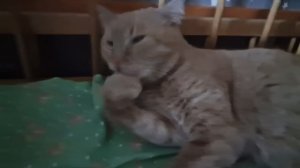 РЫЖАЯ КОШЕЧКА УМЫВАЕТСЯ👍💯💥💕💋
