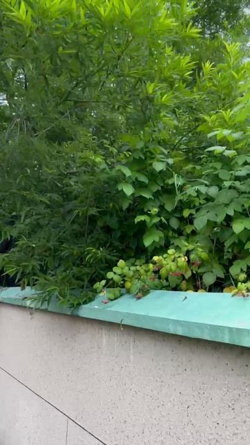 Видео от Антон Варанкин