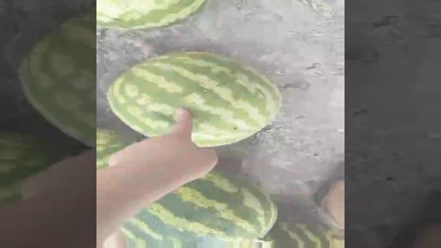 Арбуз эдит