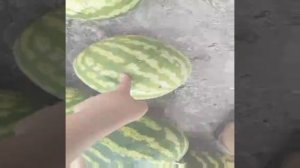 Арбуз эдит