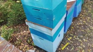 Лесной точёк_Установка магазинов под мёд