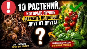 НЕ САЖАЙТЕ ИХ РЯДОМ! УРОЖАЙ ИСЧЕЗНЕТ НА ГЛАЗАХ!10 ОПАСНЫХ СОЧЕТАНИЙ!БОЛЬШИНСТВО ДАЧНИКОВ НЕ ЗНАЕТ!