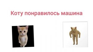 котик