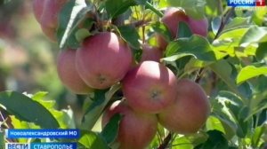 В четырех округах Ставрополья начался сбор урожая яблок