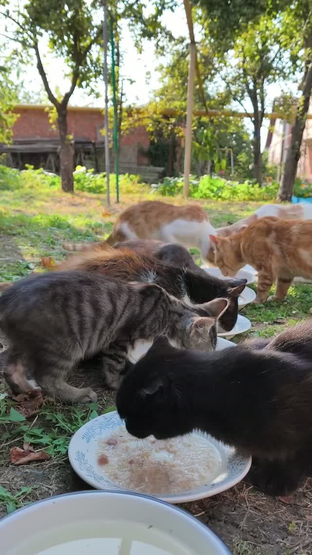 Столовая во дворе🐱😺🐱#кошки
